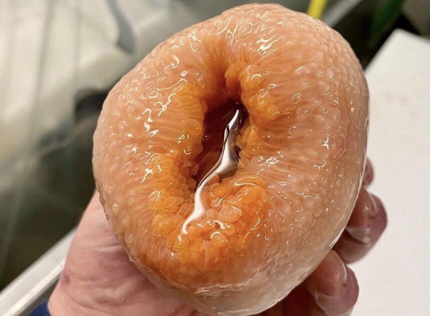 The Forbidden Glaze — a glistening ring doughnut that legal has reviewed